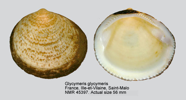 Glycymeris glycymeris (3).jpg - Glycymeris glycymeris(Linnaeus,1758)